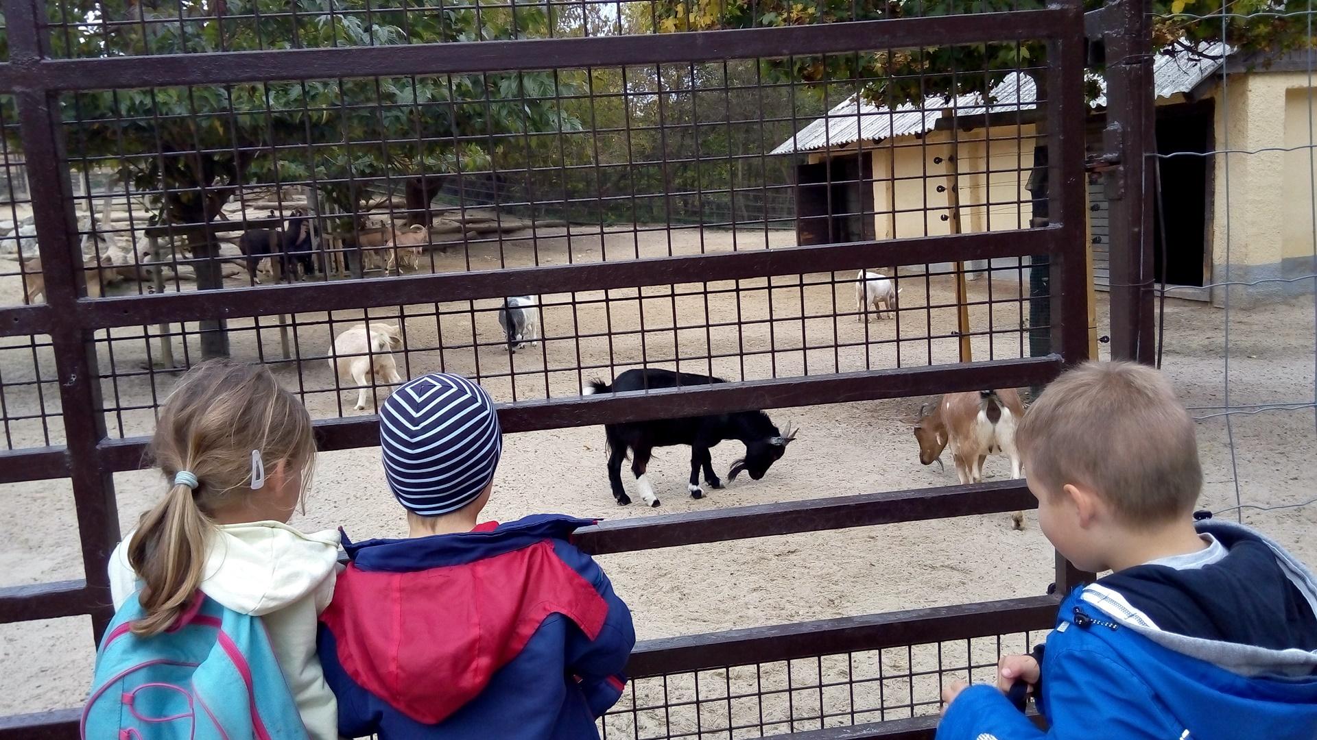 2019. októberében az Állatok világnapja alkalmából ismét ellátogatunk nagycsoportosainkkal a Veszprémi Állatkertbe. A kirándulást megelőzte a házi állatokkal való ismerkedés, hiszen ellátogattunk a faluban található állattartókhoz, pl.: lovakat, teheneket, tyúkokat, kecskéket megnézni. Sokat beszélgettünk az állatok gondozásáról, táplálkozásáról, életmódjáról, hasznáról. A témához kapcsolódóan mesékkel, dalokkal, mondókákkal ismerkedhettek meg a gyerekek.
Az állatokkal való ismerkedést az állatkerti séta kapcsán a vadállatokkal, illetve a nálunk nem élő állatokkal folytattuk októberben. 
A kirándulás alkalmával a gyerekeknek lehetőségük volt a már kihalt dinoszauruszokat is „megnézni” a dino parkban, „dino csontvázat” kereshettek közösen a homokban, és a kirándulás végén birtokba vehették a játszóteret is. 
