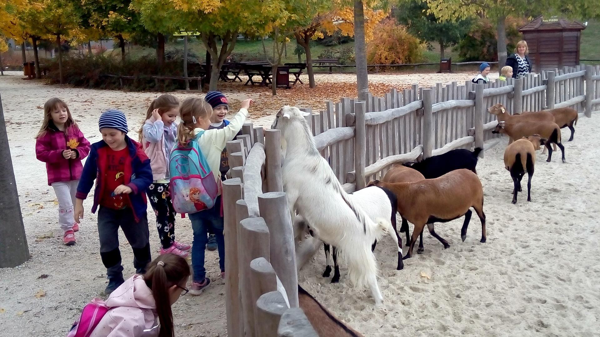 2019. októberében az Állatok világnapja alkalmából ismét ellátogatunk nagycsoportosainkkal a Veszprémi Állatkertbe. A kirándulást megelőzte a házi állatokkal való ismerkedés, hiszen ellátogattunk a faluban található állattartókhoz, pl.: lovakat, teheneket, tyúkokat, kecskéket megnézni. Sokat beszélgettünk az állatok gondozásáról, táplálkozásáról, életmódjáról, hasznáról. A témához kapcsolódóan mesékkel, dalokkal, mondókákkal ismerkedhettek meg a gyerekek.
Az állatokkal való ismerkedést az állatkerti séta kapcsán a vadállatokkal, illetve a nálunk nem élő állatokkal folytattuk októberben. 
A kirándulás alkalmával a gyerekeknek lehetőségük volt a már kihalt dinoszauruszokat is „megnézni” a dino parkban, „dino csontvázat” kereshettek közösen a homokban, és a kirándulás végén birtokba vehették a játszóteret is. 
