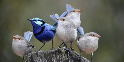 Miről énekelnek a madarak? Miket mondanak?