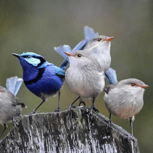 Miről énekelnek a madarak? Miket mondanak?