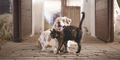 Öskü - Kutya és macska ivartalanítás
