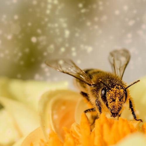 Mézelő méhek nyúlós költésrothadása miatt települési zárlat