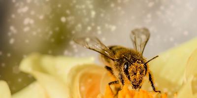 Mézelő méhek nyúlós költésrothadása miatt települési zárlat